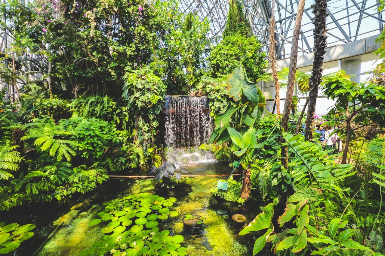 東京の夢の島熱帯植物館