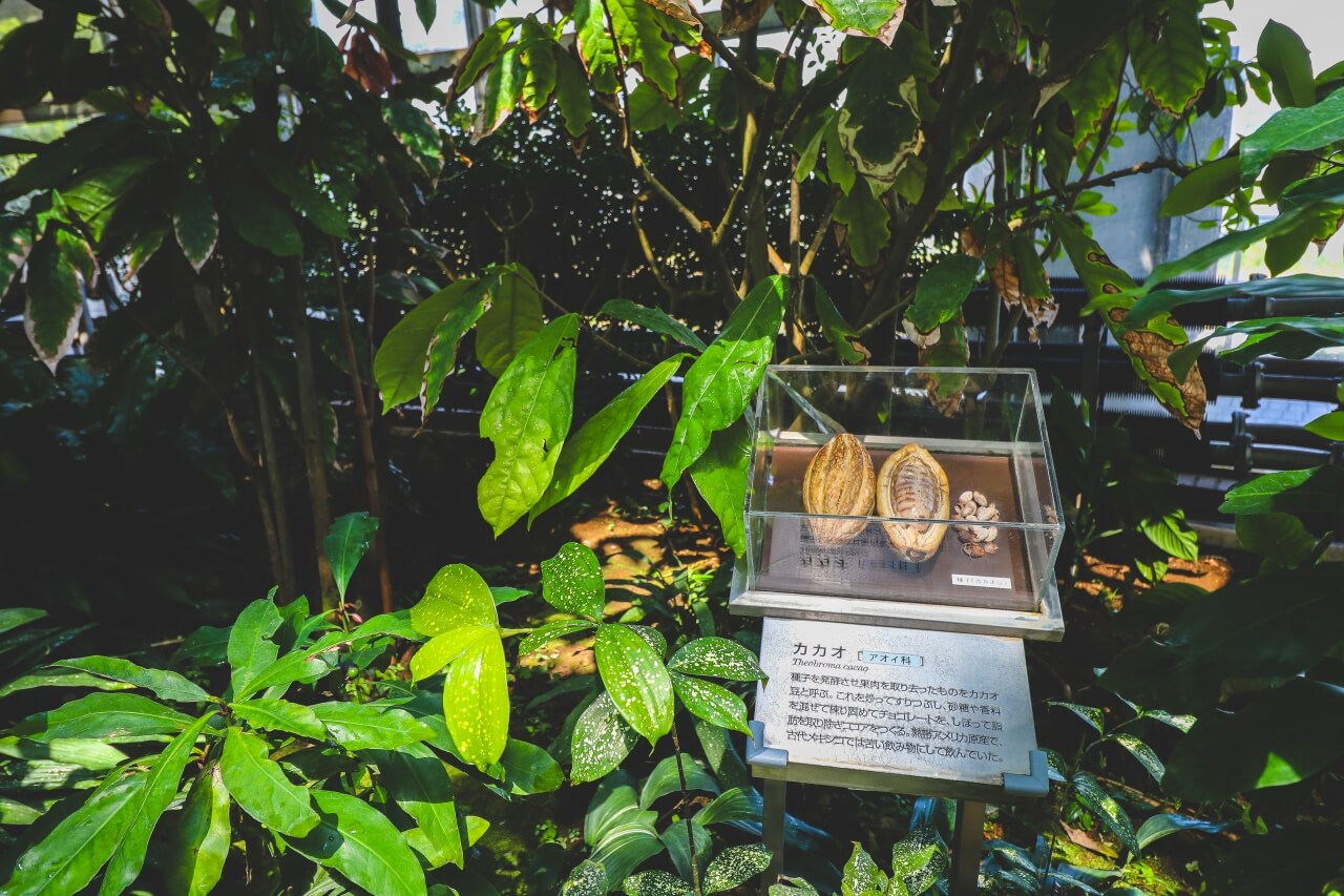 東京の夢の島熱帯植物館
