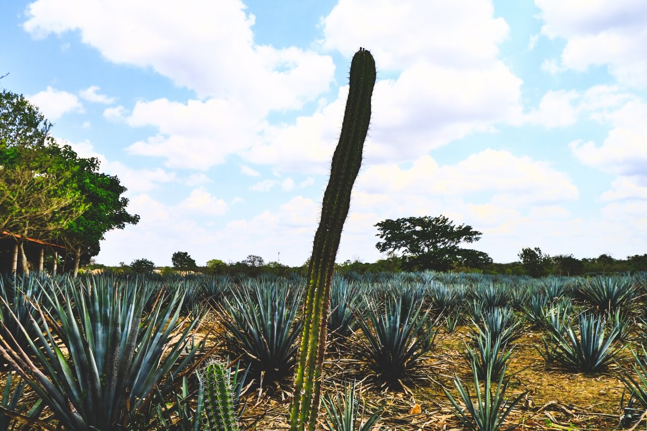 メキシコの畑