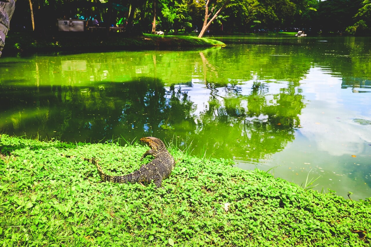 タイの動物