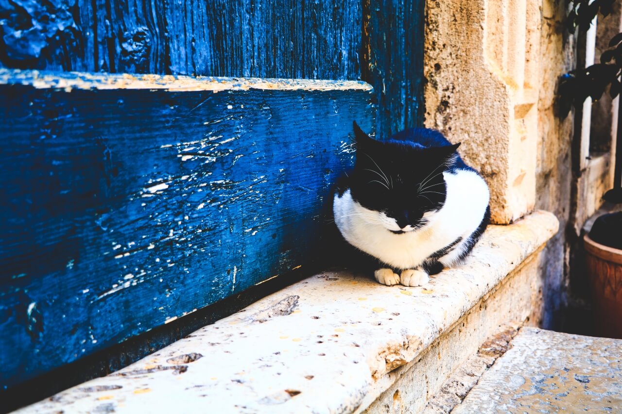 クロアチアの動物