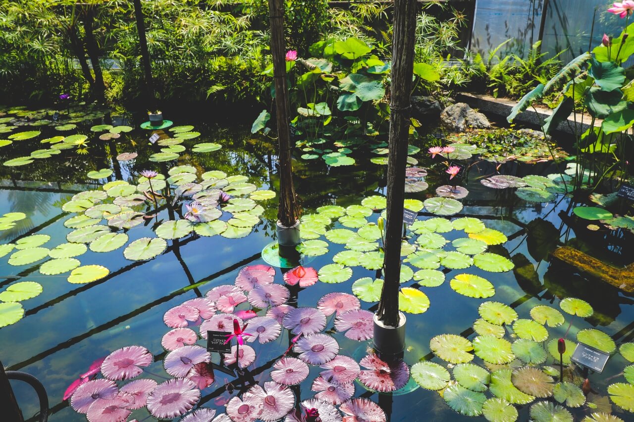 大阪の咲くやこの花館