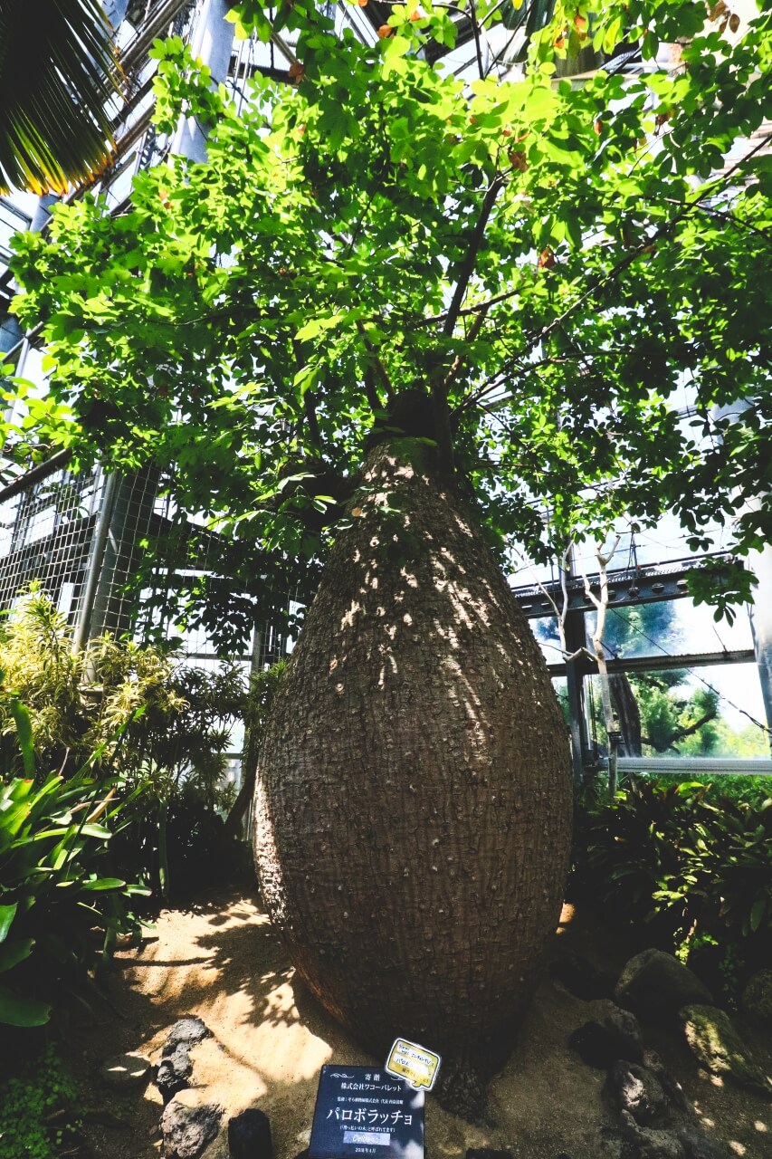 大阪の咲くやこの花館