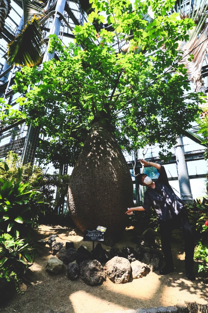 大阪の咲くやこの花館