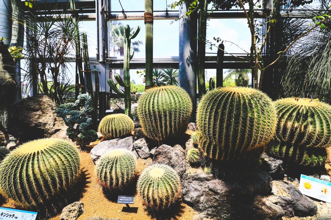 大阪の咲くやこの花館