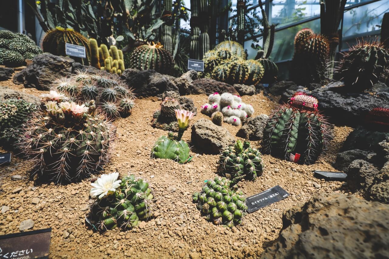 大阪の咲くやこの花館