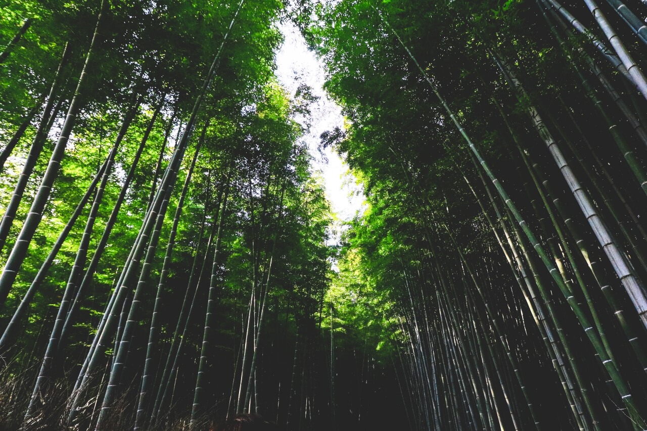 京都の竹林