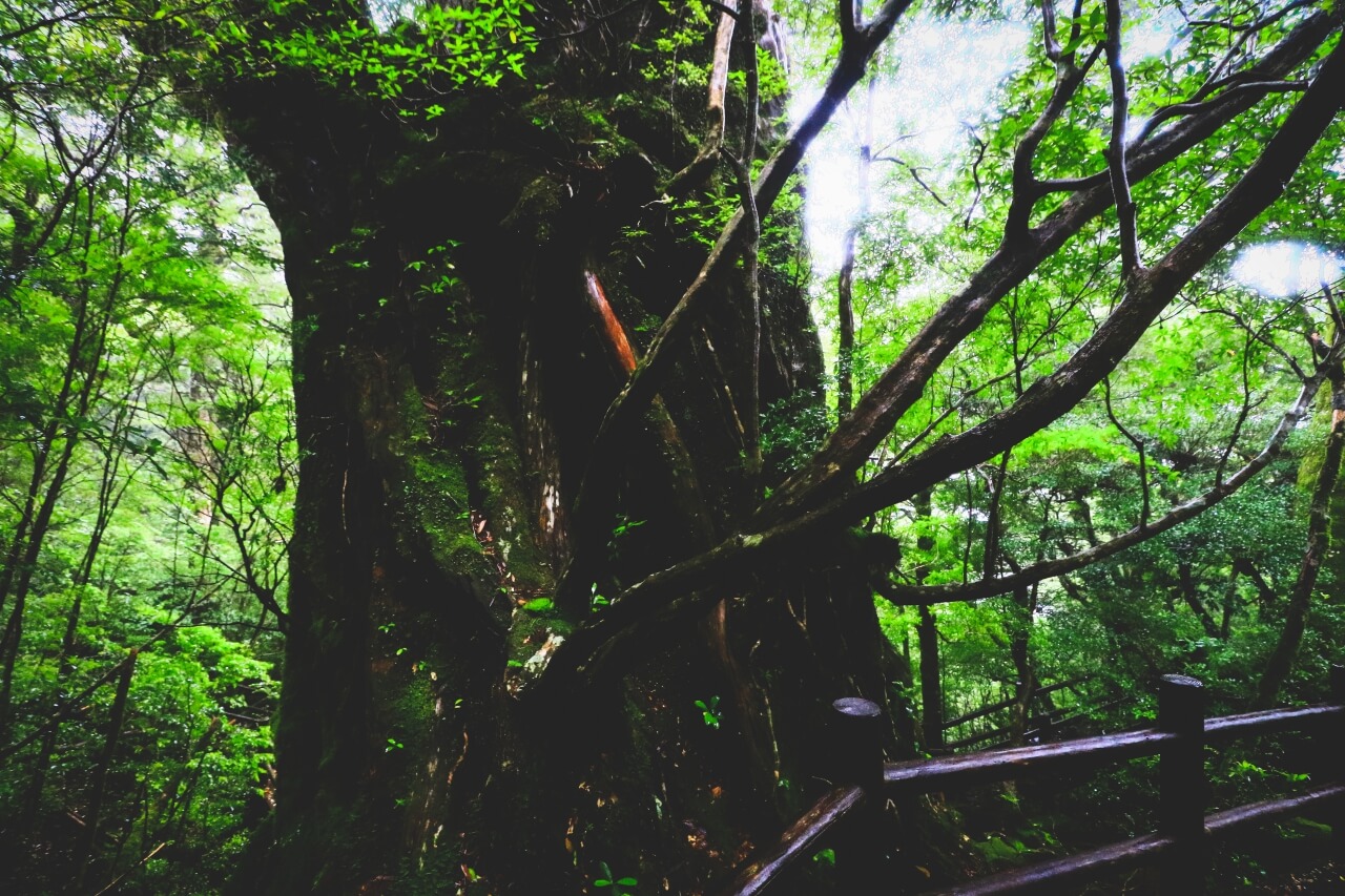 鹿児島の紀元杉